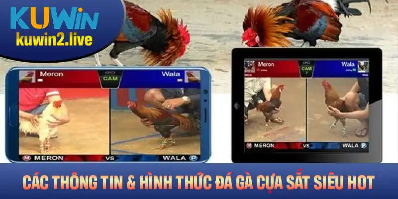 Các thông tin quan trọng về hình thức đá gà cựa sắt siêu Hot