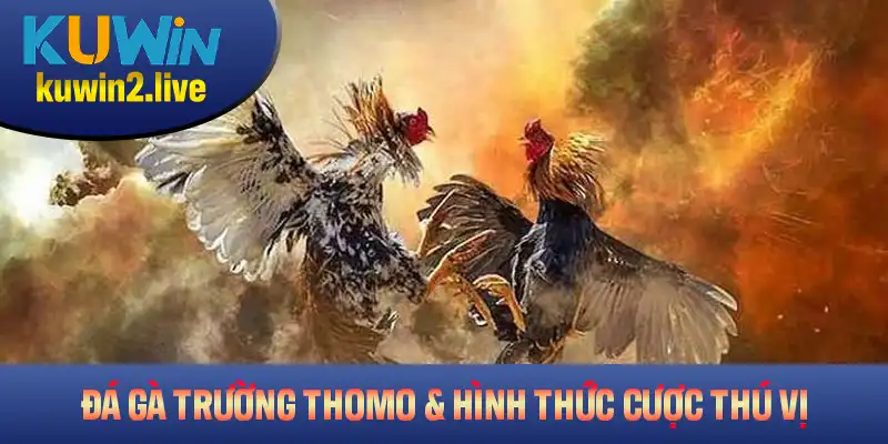 Đá Gà Trường Thomo Và Những Hình Thức Cược Thú Vị