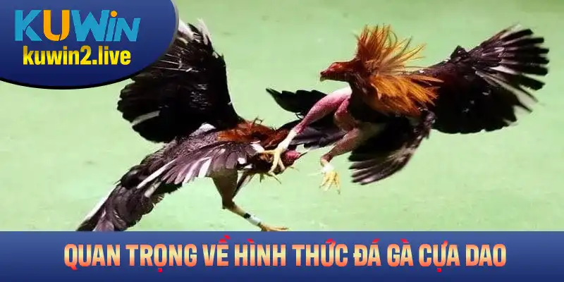 Các thông tin quan trọng về hình thức gà đá cựa dao tại Kuwin