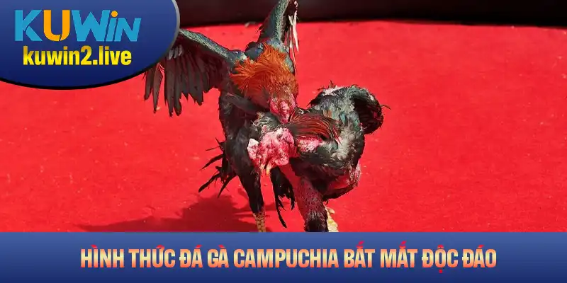 Hình thức đá gà Campuchia hấp dẫn và những điều bạn chưa biết