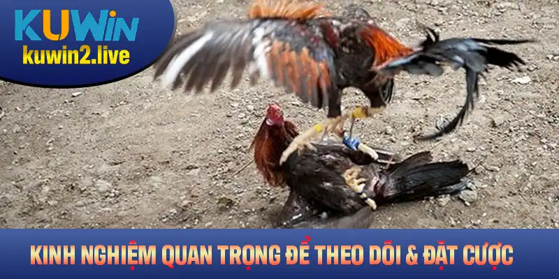 Các kinh nghiệm quan trọng để theo dõi và đặt cược hiệu quả