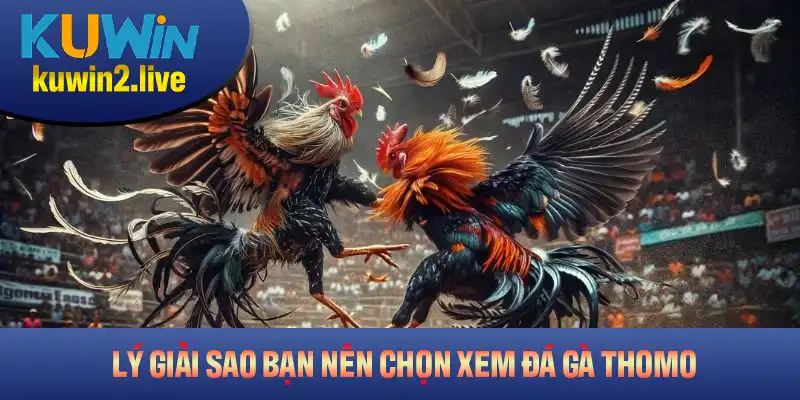 Lý giải vì sao bạn nên chọn xem đá gà Thomo trên nền tảng Kuwin
