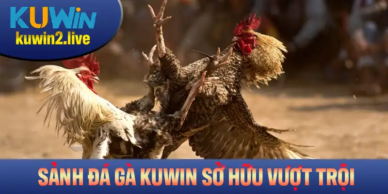 Sảnh đá gà Kuwin sở hữu nhiều lợi thế vượt trội nhất